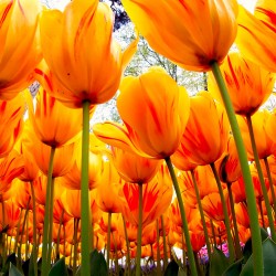 İSTANBUL LALE FESTİVALİ