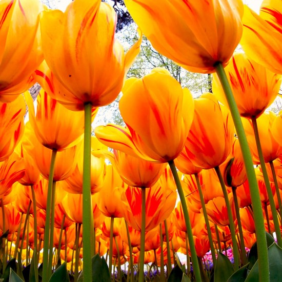 İSTANBUL LALE FESTİVALİ