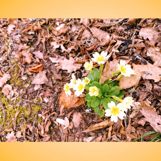 KÜRE DAĞLARI MİLLİ PARKI (Kurban_Bayramı_Tatili_ÖzeL)